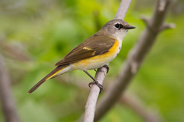 American Redstart (1st yr Male)