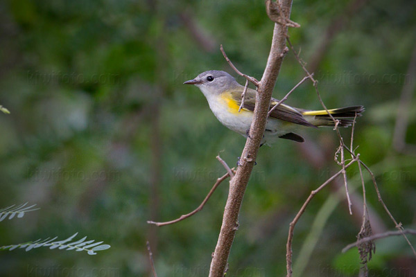 American Redstart (Female)