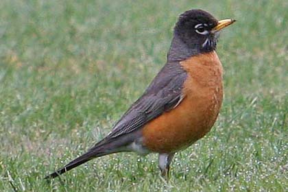 American Robin Picture @ Kiwifoto.com