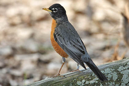 American Robin Photo @ Kiwifoto.com