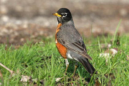 American Robin Picture @ Kiwifoto.com