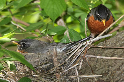 American Robin Picture @ Kiwifoto.com