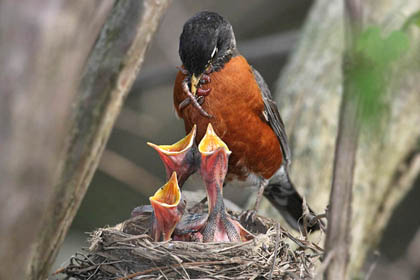 American Robin, Ohio