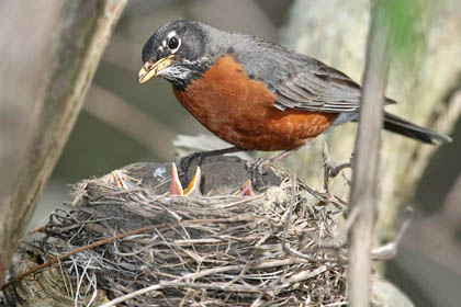 American Robin Photo @ Kiwifoto.com