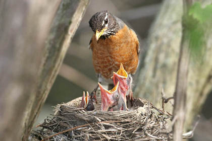 American Robin Picture @ Kiwifoto.com