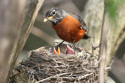 American Robin Image @ Kiwifoto.com