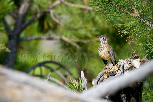 American Robin (fledgling)