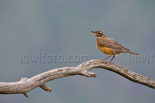 American Robin (fledgling)