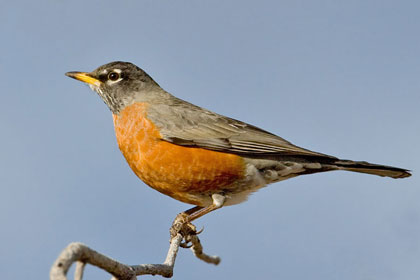 American Robin Image @ Kiwifoto.com