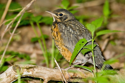 American Robin (juvenile)