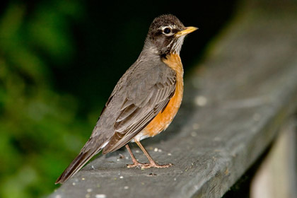 American Robin Photo @ Kiwifoto.com