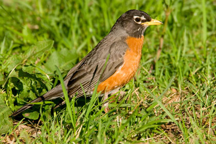 American Robin Image @ Kiwifoto.com