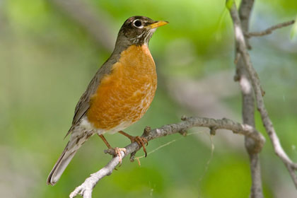 American Robin Picture @ Kiwifoto.com