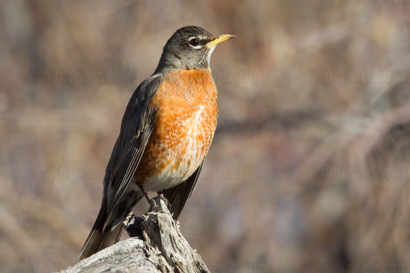 American Robin Photo @ Kiwifoto.com