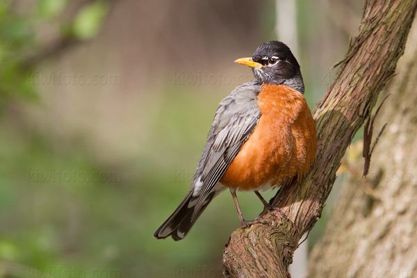 American Robin Image @ Kiwifoto.com