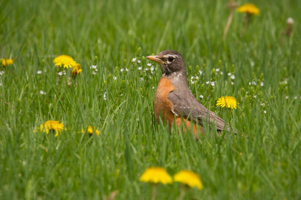 American Robin Image @ Kiwifoto.com