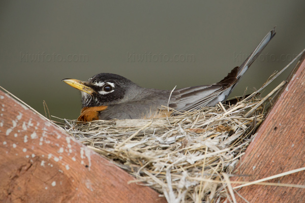 American Robin Image @ Kiwifoto.com