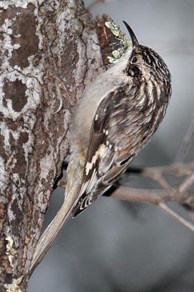 American Tree Creeper Photo @ Kiwifoto.com