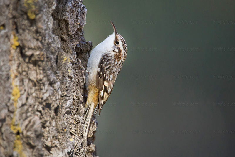 American Tree Creeper