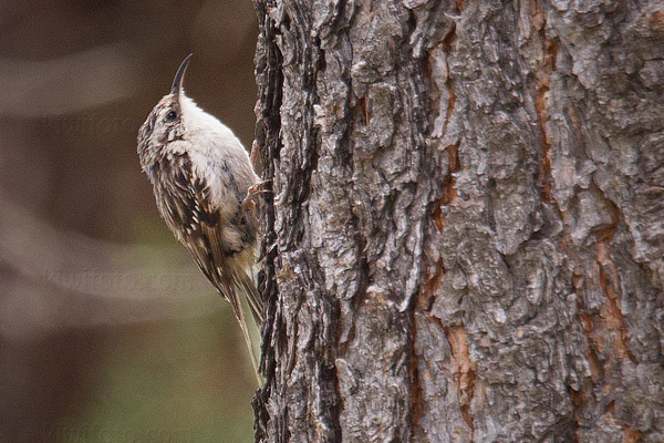 American Tree Creeper Picture @ Kiwifoto.com