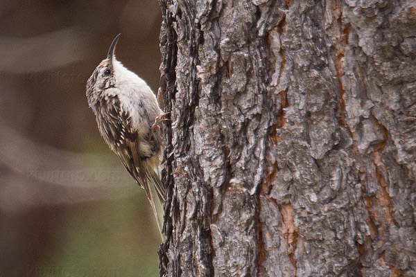 American Tree Creeper Image @ Kiwifoto.com