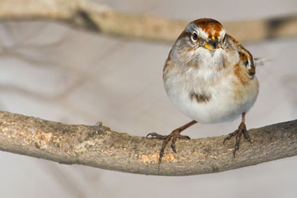 American Tree Sparrow Picture @ Kiwifoto.com