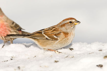 American Tree Sparrow Picture @ Kiwifoto.com