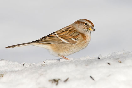 American Tree Sparrow Photo @ Kiwifoto.com