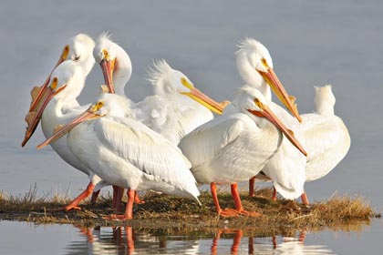 American White Pelican Picture @ Kiwifoto.com