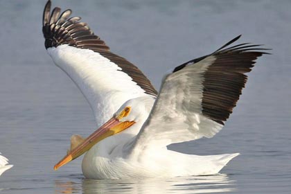 American White Pelican Image @ Kiwifoto.com