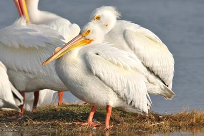 American White Pelican Picture @ Kiwifoto.com