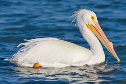 American White Pelican Photo @ Kiwifoto.com
