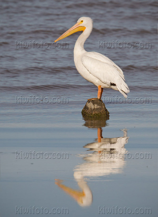 American White Pelican Photo @ Kiwifoto.com