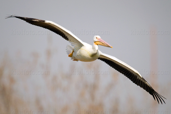 American White Pelican Picture @ Kiwifoto.com
