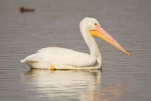 American White Pelican