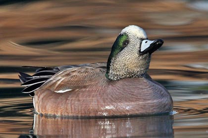 American Wigeon Image @ Kiwifoto.com