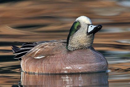 American Wigeon Photo @ Kiwifoto.com