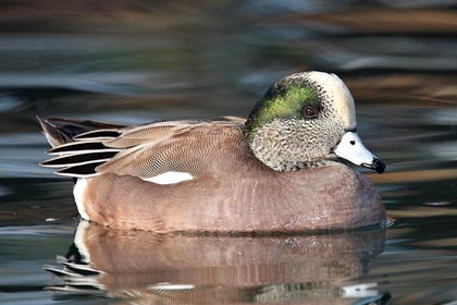 American Wigeon Image @ Kiwifoto.com