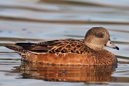 American Wigeon Image @ Kiwifoto.com