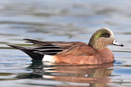 American Wigeon Photo @ Kiwifoto.com