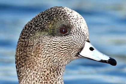 American Wigeon Picture @ Kiwifoto.com