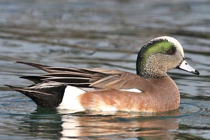 American Wigeon Image @ Kiwifoto.com