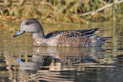 American Wigeon Picture @ Kiwifoto.com