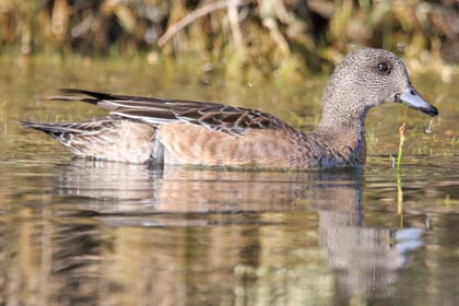 American Wigeon Image @ Kiwifoto.com