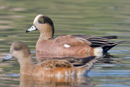 American Wigeon Image @ Kiwifoto.com