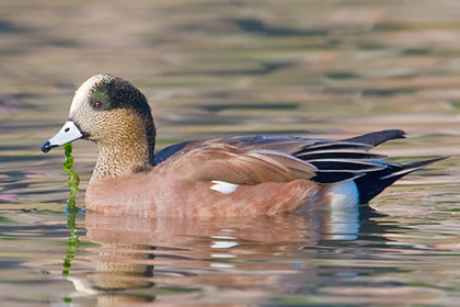 American Wigeon Image @ Kiwifoto.com