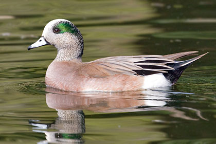 American Wigeon Photo @ Kiwifoto.com