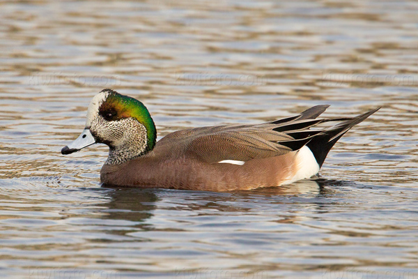 American Wigeon Image @ Kiwifoto.com