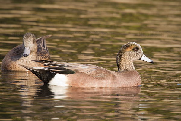 American Wigeon Photo @ Kiwifoto.com