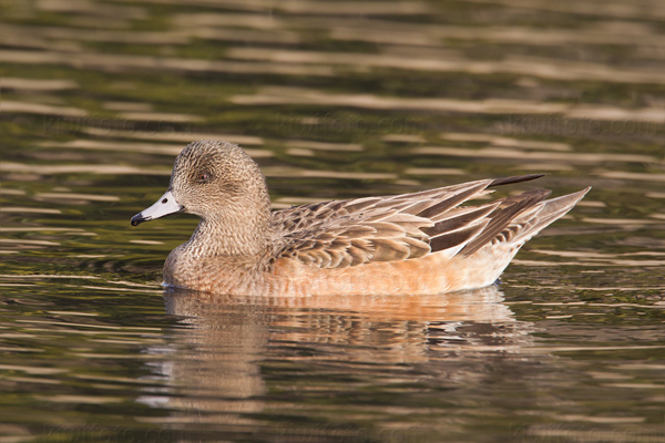 American Wigeon Image @ Kiwifoto.com